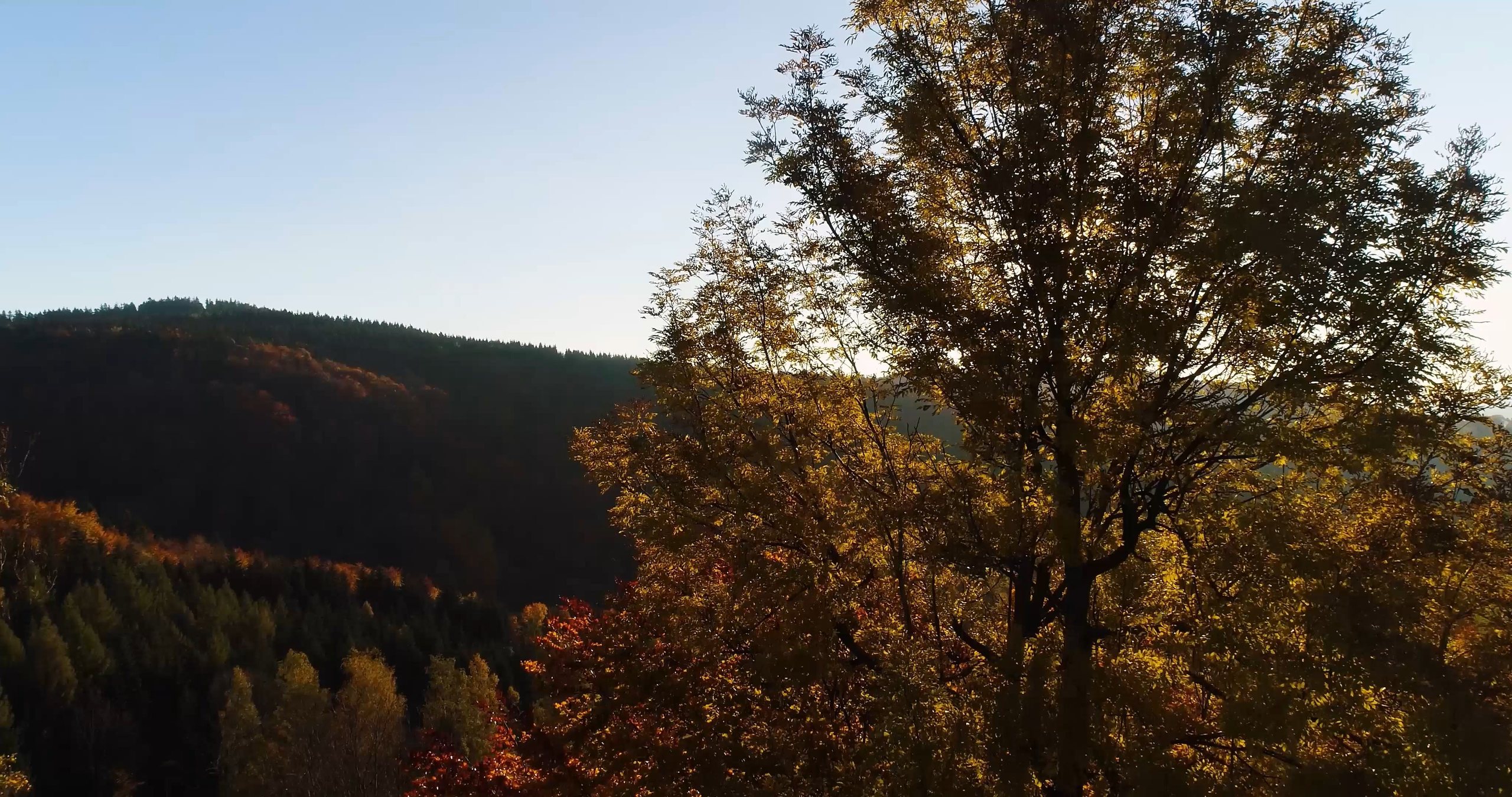 Herbstlicher Wald im Abendlicht