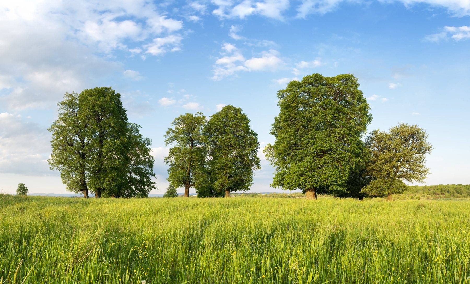 Bäume auf einer grünen Wiese unter blauem Himmel